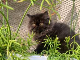 Título do anúncio: Gato filhote persa preto