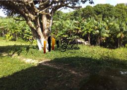 https://img.olx.com.br/thumbs256x256/78/785590403510766.jpg