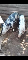 Vende casal de porcos mini barcer