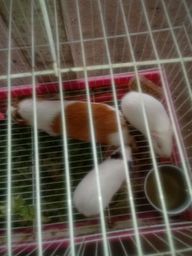 Vendo porquinho da �ndia