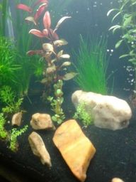 Aquarios plantas 220 reais