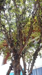 Título do anúncio: Vendo árvore de Jaboticaba