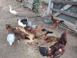 Título do anúncio: Frangos e galinhas caipira - abatidos e congelados ou prontos para o abate