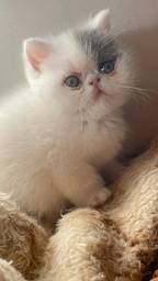 Título do anúncio: Lindo filhote gato persa