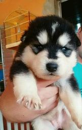 Doa��o de filhote de husky siberiano