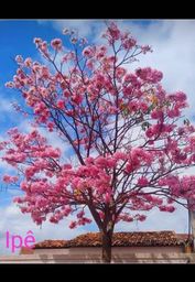 Ipes rosa mudas grandes ENTREGAMOS