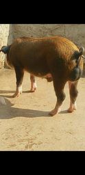 Vendo cacha�o
