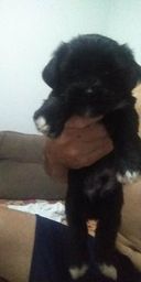 Filhote de Shih Tzu
