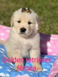 Título do anúncio: Filhotes de Golden Retriever pronta entrega 