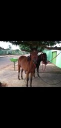 Potra qm