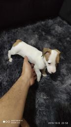 C�o leg�timo Jack Russell terrier * MACHO