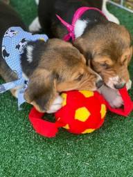 Título do anúncio: Venham conferir nossos filhotes de beagle 