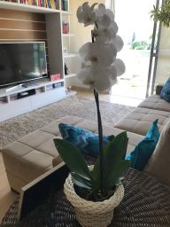 https://img.olx.com.br/thumbs256x256/79/793512646958856.jpg