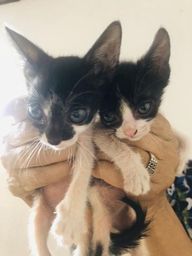 Gatos para Doa��o