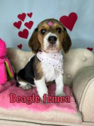 Título do anúncio: Filhotes de Beagle fêmea e macho 
