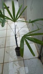 https://img.olx.com.br/thumbs256x256/79/795550643830741.jpg