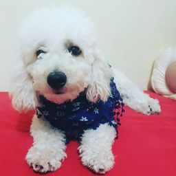 Vendo poodle toy macho com 11 meses