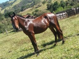 Vendo pordo machador