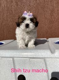 Título do anúncio: Shih tzu fêmea mini ja adestrada no tapete higiênico 