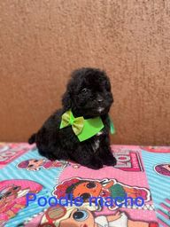 Título do anúncio: Poodle macho micro toy black 