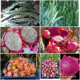 Título do anúncio: Mudas de pitaya de diversas variedades