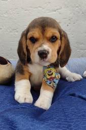 Título do anúncio: Beagle disponível machos e fêmeas já vacinados 