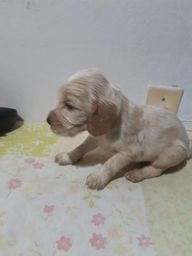 Cocker Spaniel Ingl�s