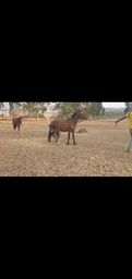 Vendo egua parida
