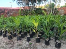 Título do anúncio: Mudas Palmeira Veitchia (Veitchia merrillii)<br><br>