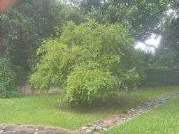 https://img.olx.com.br/thumbs256x256/80/804538161841944.jpg