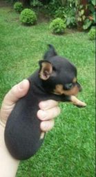 Pinscher 