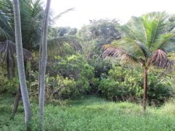 https://img.olx.com.br/thumbs256x256/81/810514630058185.jpg