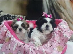 Shih Tzu 