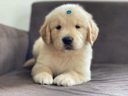 https://img.olx.com.br/thumbs256x256/81/815522526450724.jpg