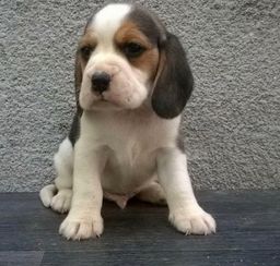 Título do anúncio:           Beagle filhote disponível entrega imediata com pedigree e vacina importada 