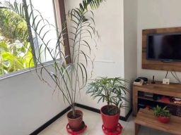 https://img.olx.com.br/thumbs256x256/82/824563757263686.jpg