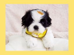 Título do anúncio: Filhote de shihtzu macho preto e branco, FOTOS REAIS! Namu Royal Pet shop
