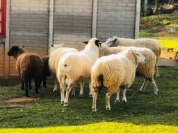 Título do anúncio: Peru pato ovelha 