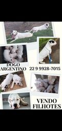 Título do anúncio: Dogo Argentino 