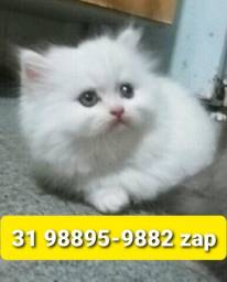 Título do anúncio: Gatil em BH Filhotes de Gatos Selecionados Persa Angora ou Siamês 