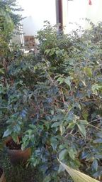 https://img.olx.com.br/thumbs256x256/83/831020018515771.jpg