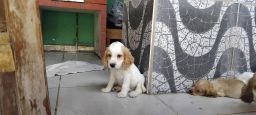 https://img.olx.com.br/thumbs256x256/83/831564398814684.jpg