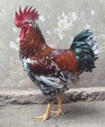 https://img.olx.com.br/thumbs256x256/83/832522515242162.jpg