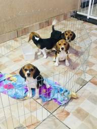 Título do anúncio: Beagles Fêmeas 