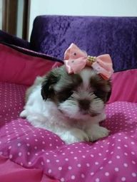 Shih tzu lindos 