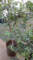 https://img.olx.com.br/thumbs256x256/83/838020010846537.jpg