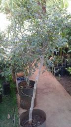 https://img.olx.com.br/thumbs256x256/83/838020011130098.jpg