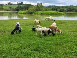 Título do anúncio: Carneiros, reprodutores, ovelhas com filhotes.