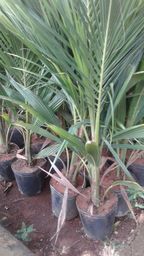 https://img.olx.com.br/thumbs256x256/84/842000586460331.jpg