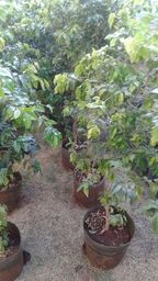 https://img.olx.com.br/thumbs256x256/84/842002008400968.jpg